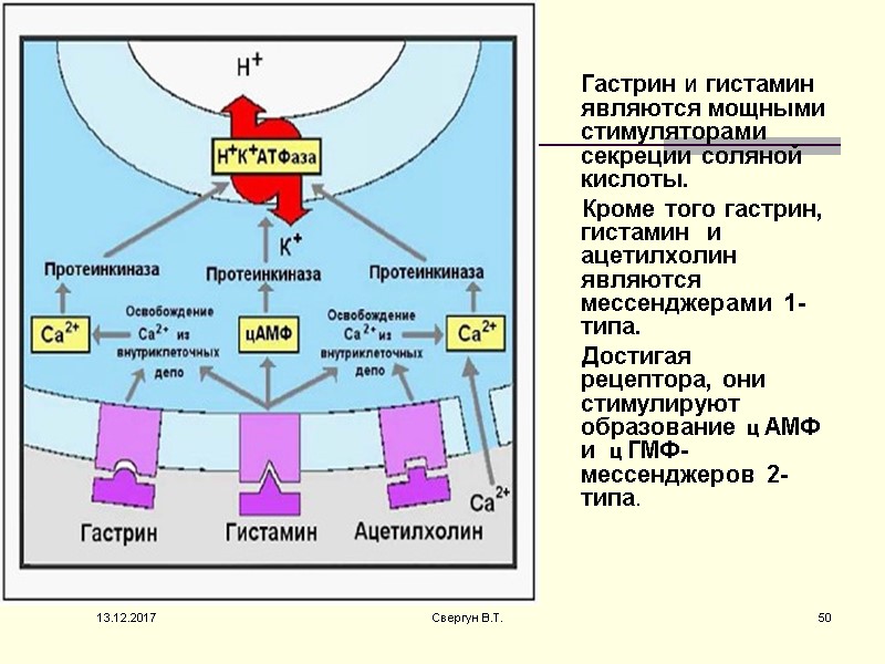 Гастрин и гистамин  являются мощными стимуляторами секреции соляной кислоты.    